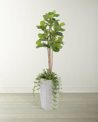 Exclusive Figs & Vines Fiddle Leaf Fig