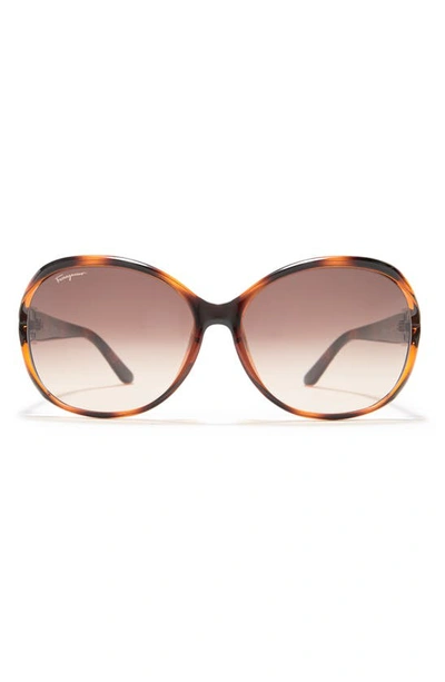 Ferragamo Salvatore  61mm Round Sunglasses In Havana Brn