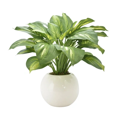 Creative Displays Green Hosta Plant In Multicolor