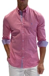 Tailorbyrd Regular Fit Gingham Stretch Cotton Button-down Shirt In Fuchsia