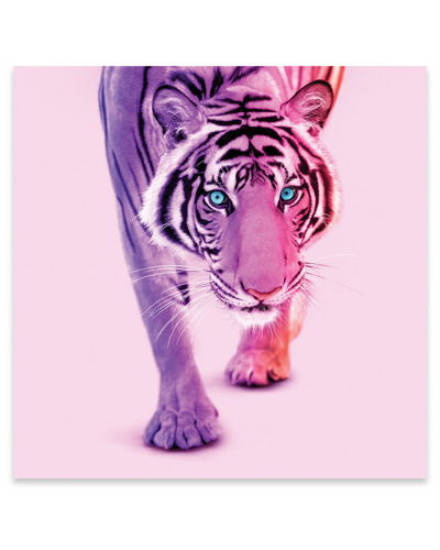 Icanvas Color Tiger Print On Acrylic Glass By Paul Fuentes