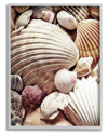 Stupell Various Nautical Clam Conch Shells Framed Giclee Wall Art By Ashley Aldridge