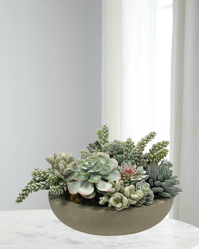 Winward Succulents In Bowl In Green