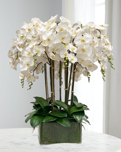 Winward Orchid In Glass Planter