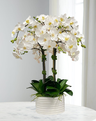 Winward Orchid In Urban Coil Planter