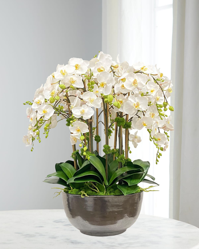 Winward Orchid Phalaenopsis In Bowl