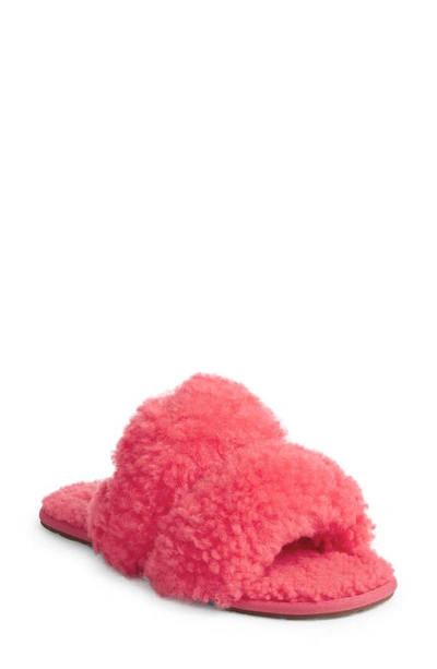 Ugg Maxi Curly Genuine Shearling Scuffetta Slipper In Pink Glow