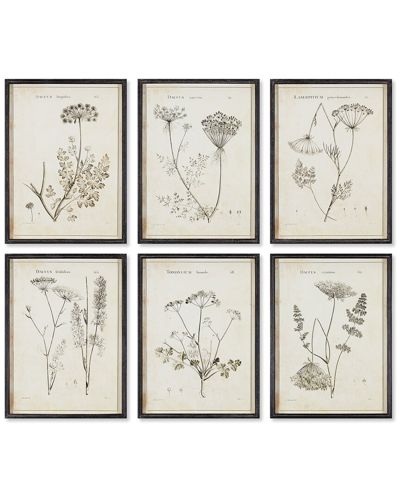 Napa Home & Garden Set Of 6 Wildflower Study