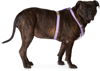 SEE SCOUT SLEEP PURPLE THE SCOT EXTRA LARGE ORIGINAL HARNESS