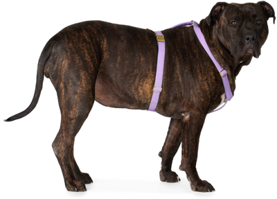 See Scout Sleep Purple The Scot Extra Large Original Harness In Lilac