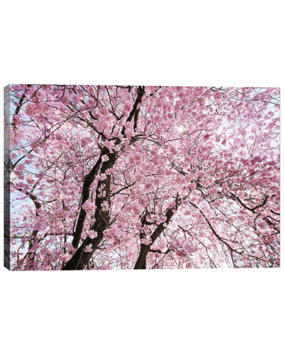 Icanvas Cherry Blossom By Stefan Hefele Wall Art