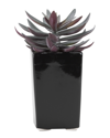 D&w Silks Purple/green Echeveria In Tall Square Ceramic Planter
