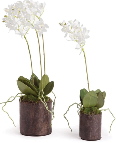 Napa Home & Garden Set Of 2 Dendrobium Drops In White