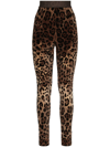 Dolce & Gabbana High Waist Leopard Print Cotton Blend Leggings In Brown