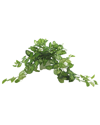 Creative Displays Green Nepth Plant Arranged In Square Ceramic Pot In Green