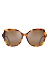 Maui Jim Mamane 55mm Polarizedplus2® Round Sunglasses In Tortoise