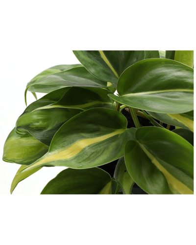 Thorsen's Greenhouse Brazil Philodendron In Small White Pot
