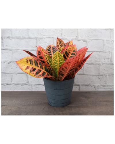 Thorsen's Greenhouse Petra Croton, Contemporary Blue Pot