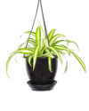 THORSEN'S GREENHOUSE THORSEN'S GREENHOUSE LIVE SPIDER PLANT