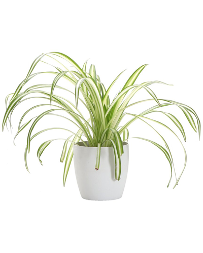 Thorsen's Greenhouse Spider In Small White Pot