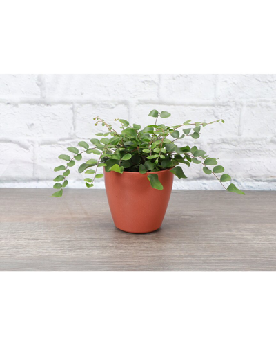 Thorsen's Greenhouse Button Fern In Terra Cotta Biodegradable Pot