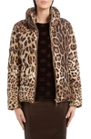 Dolce & Gabbana Leopard Print Stand Collar Puffer Jacket In Light Brown Print