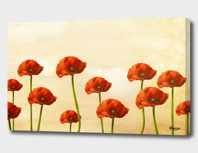 Curioos Where The Poppies Bloom