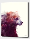 CURIOOS BEAR CALM