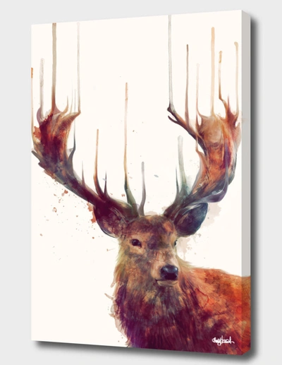 Curioos Red Deer