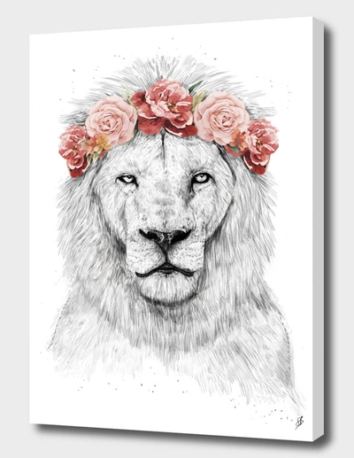 Curioos Festival Lion In White