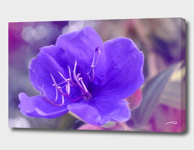 Curioos Melancholy Violet By #bizzartino In Pink