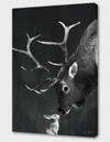 Curioos Elk And Rabbit