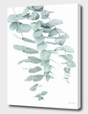 Curioos Eucalyptus Ii