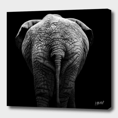 Curioos Elephant In Black And White