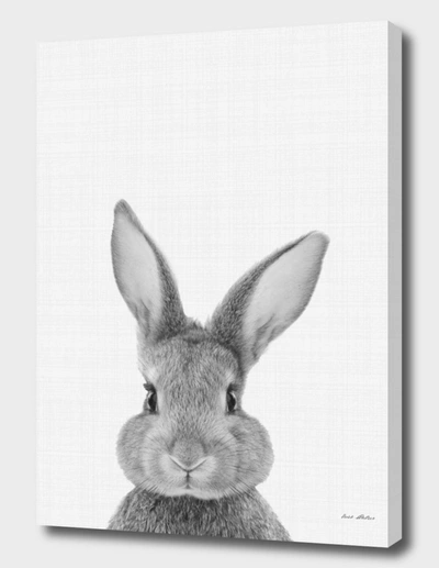 Curioos Rabbit Portrait