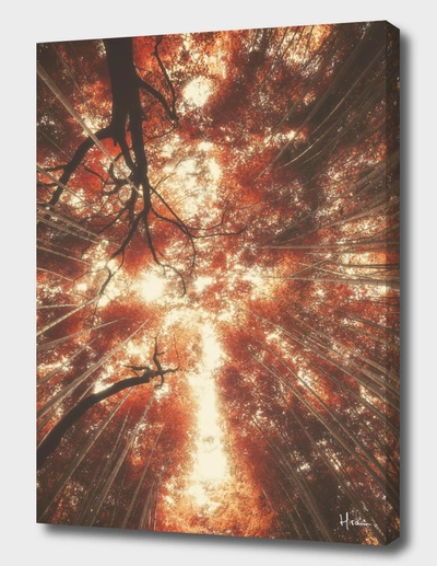 Curioos Bamboo Forest V