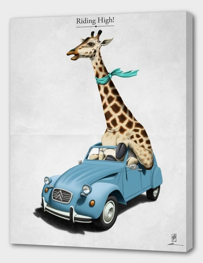 Curioos Riding High!