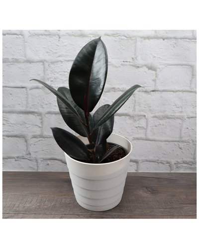 Thorsen's Greenhouse Rubber Plant In White