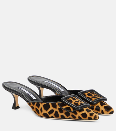 Manolo Blahnik Maysalebi 50 Calf Hair Mules In Black