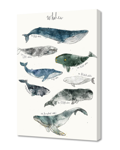 Curioos Whales By Amy Hamilton