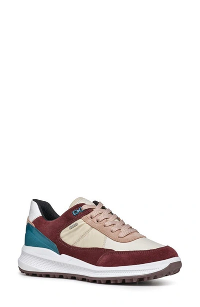 Geox Pg1x Amphibiox® Waterproof Sneaker In Wine/ Cream