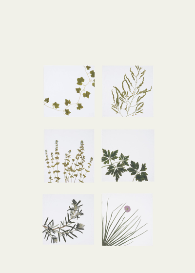 Summerill & Bishop Herbarium Napkins, Set Of 6 In Multi