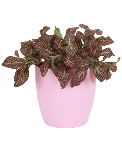 Thorsen's Greenhouse Live Pink Fittonia Nerve Plant