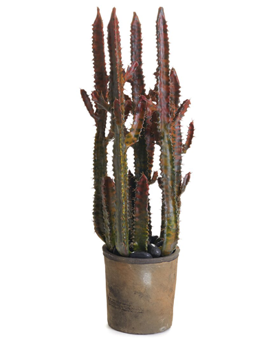 Napa Home & Garden Spurge Cactus Potted 27