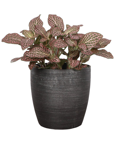 Thorsen's Greenhouse Live Pink Fittonia Nerve Plant