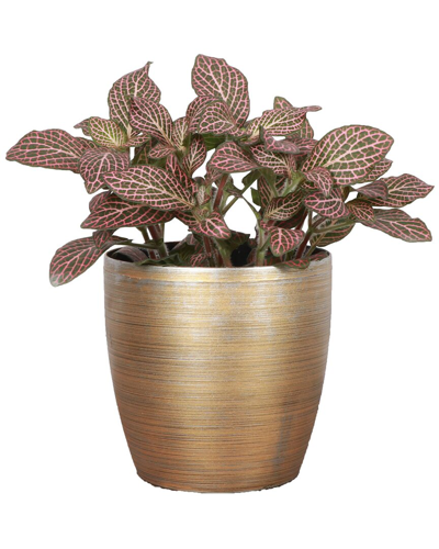 Thorsen's Greenhouse Live Pink Fittonia Nerve Plant