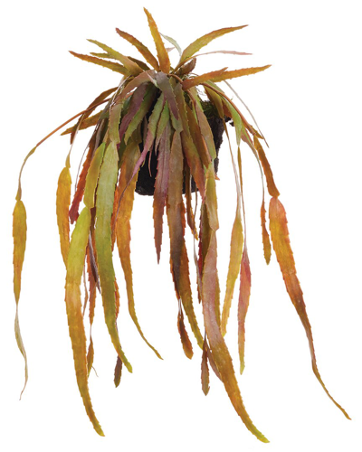 Napa Home & Garden Rhipsalis Drop-in 23