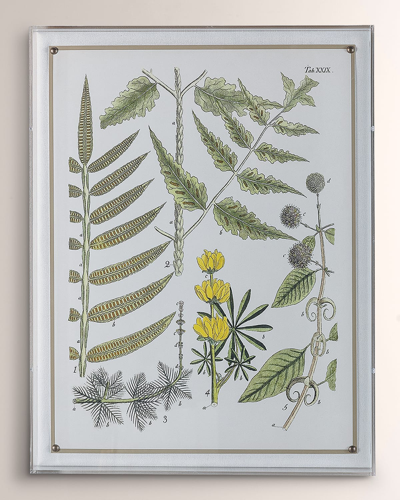 Port 68 Ferns Ii Giclee