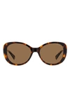 Polaroid 55mm Polarized Round Sunglasses In Havana/ Bronze Polarized