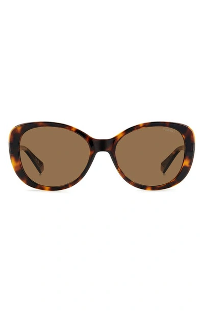 Polaroid 55mm Polarized Round Sunglasses In Havana/ Bronze Polarized